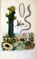 Botanical and zoological illustration by F. E. Guerin. From Dictionnaire pittoresque d