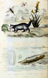 Botanical and zoological illustration by F. E. Guerin. From Dictionnaire pittoresque d