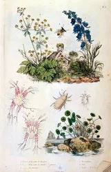 Botanical and zoological illustration by F. E. Guerin. From Dictionnaire pittoresque d