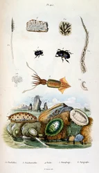 Botanical and zoological illustration by F. E. Guerin. From Dictionnaire pittoresque d