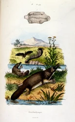 Botanical and zoological illustration by F. E. Guerin. From Dictionnaire pittoresque d