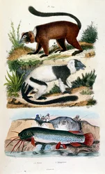 Botanical and zoological illustration by F. E. Guerin. From Dictionnaire pittoresque d