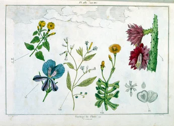 Botanical illustration by F. E. Guerin. From Dictionnaire pittoresque d
