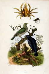 Botanical illustration by F. E. Guerin. From Dictionnaire pittoresque d