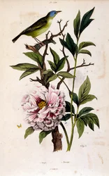 Botanical illustration by F. E. Guerin. From Dictionnaire pittoresque d