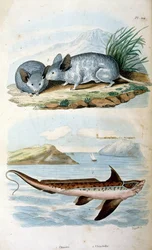 Chimaeras l