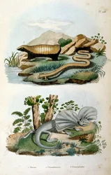Les Chlamyphoridae sont une famille de mammifères cingulés. Alors que les glyptodontes sont traditionnellement considérés comme des cingulés du groupe souche, en dehors du groupe qui contient les tatous modernes, le