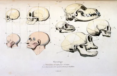 Phrenology (anatomical), illustration by F. E. Guerin. From Dictionnaire pittoresque d