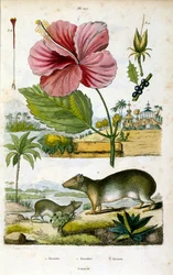 Le genre Kerodon (cavie des rochers d