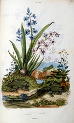 Crapaud