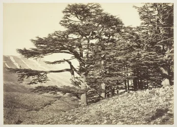 Cèdres du Liban
