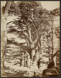 Cèdre solitaire, Tyr