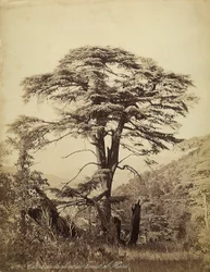 Grand cèdre dans la forêt de Teniet el Haad, Liban