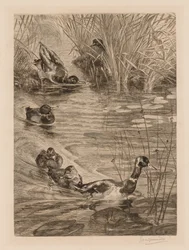 Canards en jeu