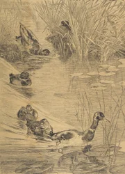 Ébats de canards, 1850-1914