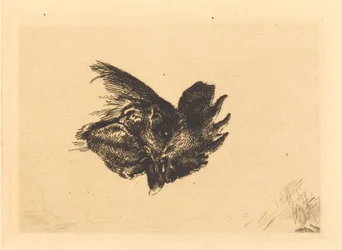 Tête de coq