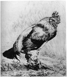 La Coq, vers 1850-1910, 1924