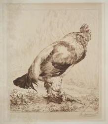 Le vieux coq