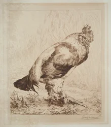 Le vieux coq, 1882