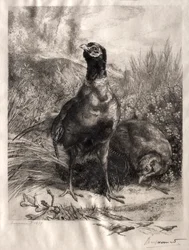 Les faisans, 1899