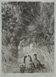 Les canards surpris