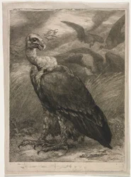 Vautour, 1904