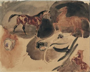 Étude de chevaux