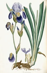 Iris Germanica, 1847