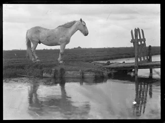 Cheval solitaire