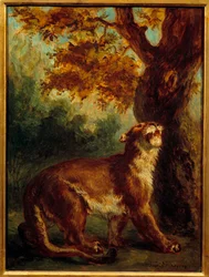 Le couguar aussi appelé lionne guettant une proie