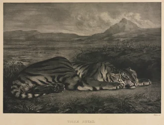 Tigre Royal
