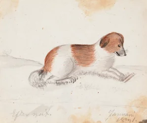 Chien