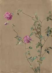 Roses roses