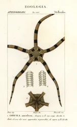 Ophiure, Ophiomastix annulosa, Ophiura annulosa