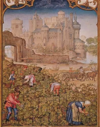 Fol.9v Le Mois de Septembre : La Récolte du Vin, du Breviarium Grimani, vers 1515