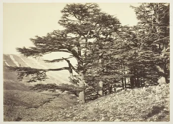 Cèdres du Liban, vers 1870
