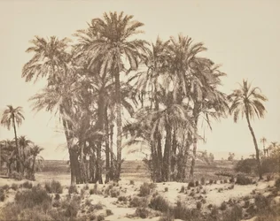 [Bosquet de palmiers dattiers vu du point A, Karnak]