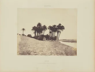 Louksor. Dattiers et Jardin de l