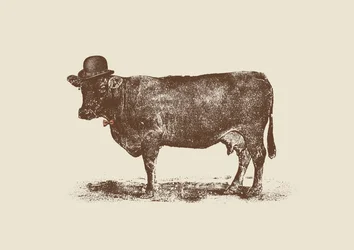 Noix de vache
