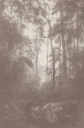 Jungle brumeuse 1, 2024