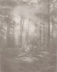 Jungle Brumeuse 2, 2024