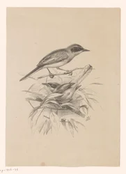 Deux petits oiseaux sur une branche