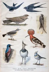 Oiseaux protégés et utiles à l