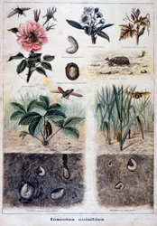Insectes nuisibles, 1897
