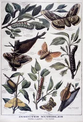 Insectes nuisibles : chenilles, papillons et mites, 1897