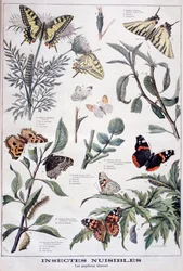Insectes nuisibles : papillons diurnes, 1897