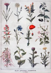 Plantes nuisibles, 1897