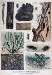 Insectes nuisibles aux fourrures, 1897