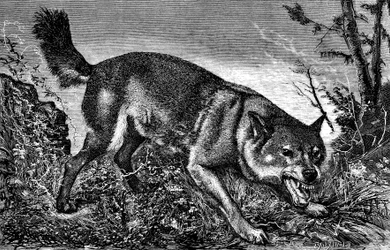 Loup féroce, en colère, dents dehors, montrant les crocs - gravure de Meaulle dans 