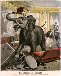 Un éléphant inconfortable : le pachyderme s